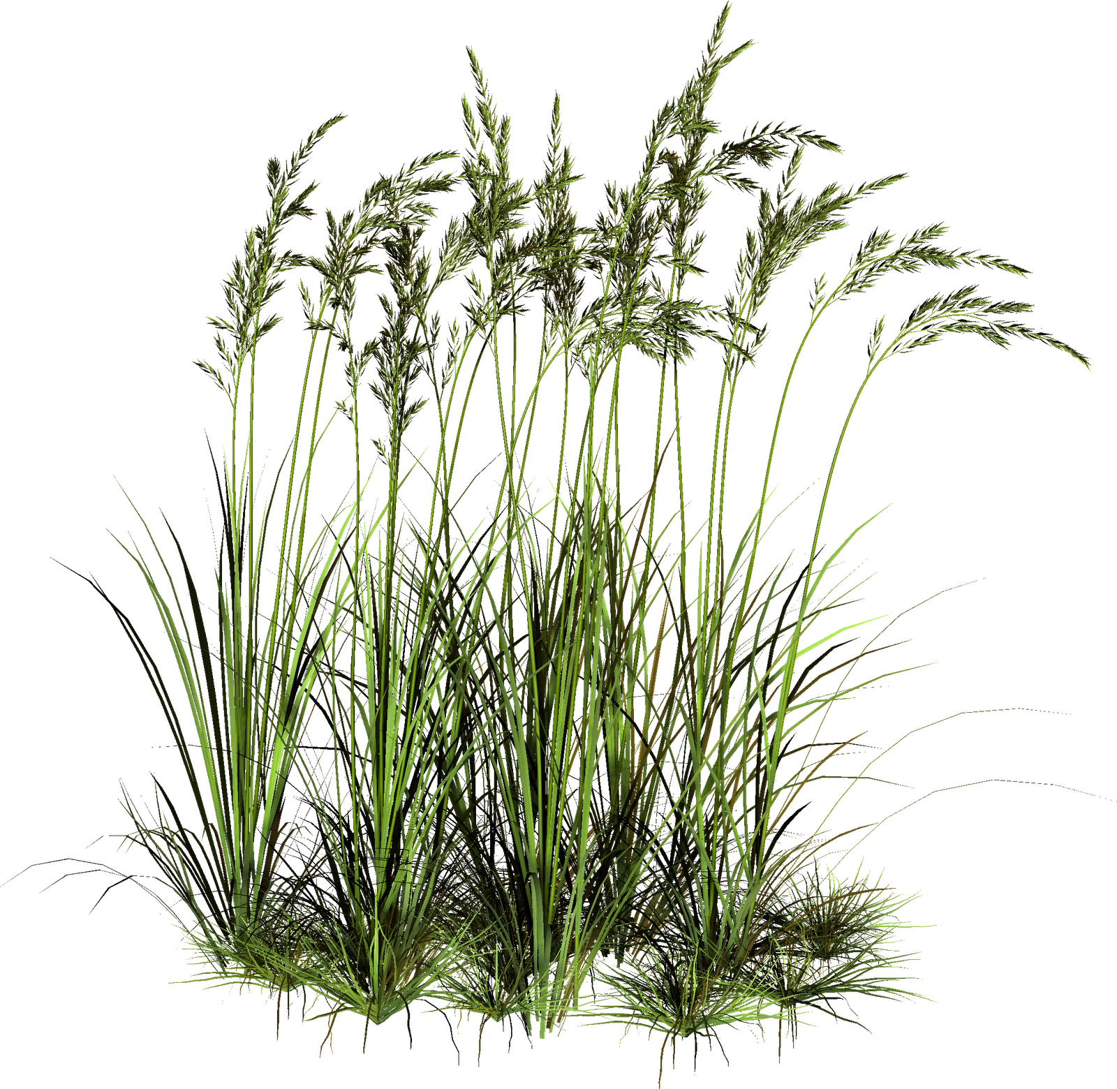 Tall Grasses Png