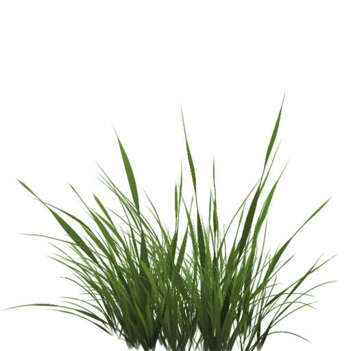 Tropical Plants Tall Grass Png Transparent Background Free Download Images