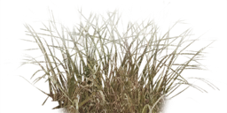 Tall Grass Texture Png #44172 - Free Icons and PNG Backgrounds