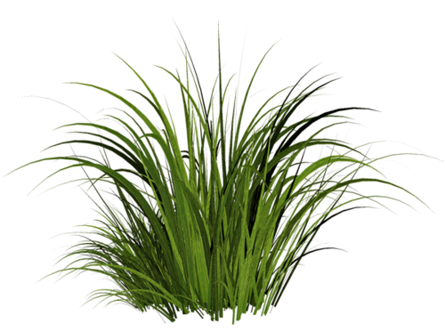 Grass Texture Png