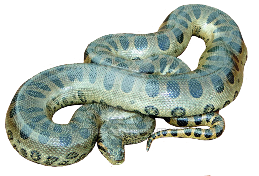 anaconda png images