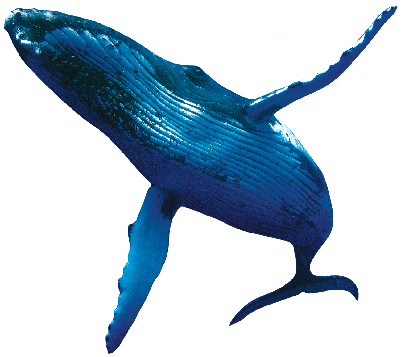 The biggest Whale Pictures