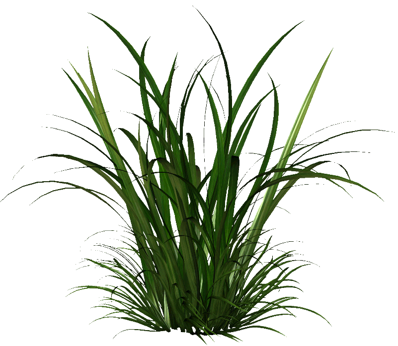 Tall Grasses Png