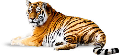 Download Free Tiger PNG Transparent Background, Free Download #39192 -  FreeIconsPNG
