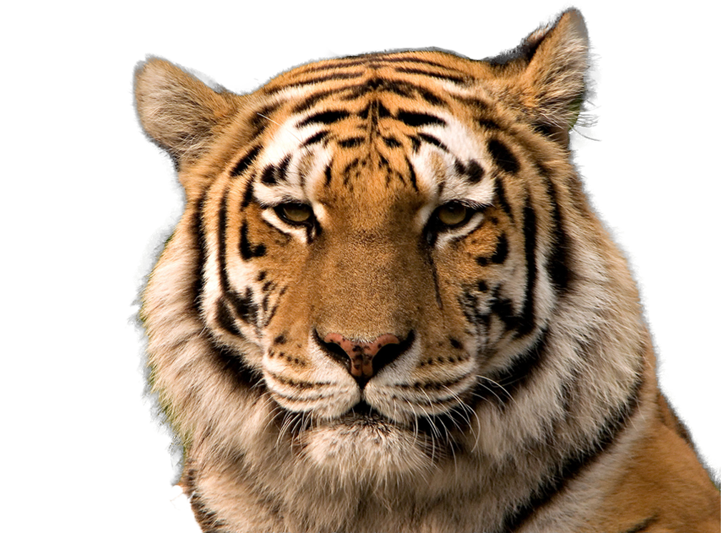 Tiger Background PNG Transparent Background, Free Download #39180 -  FreeIconsPNG