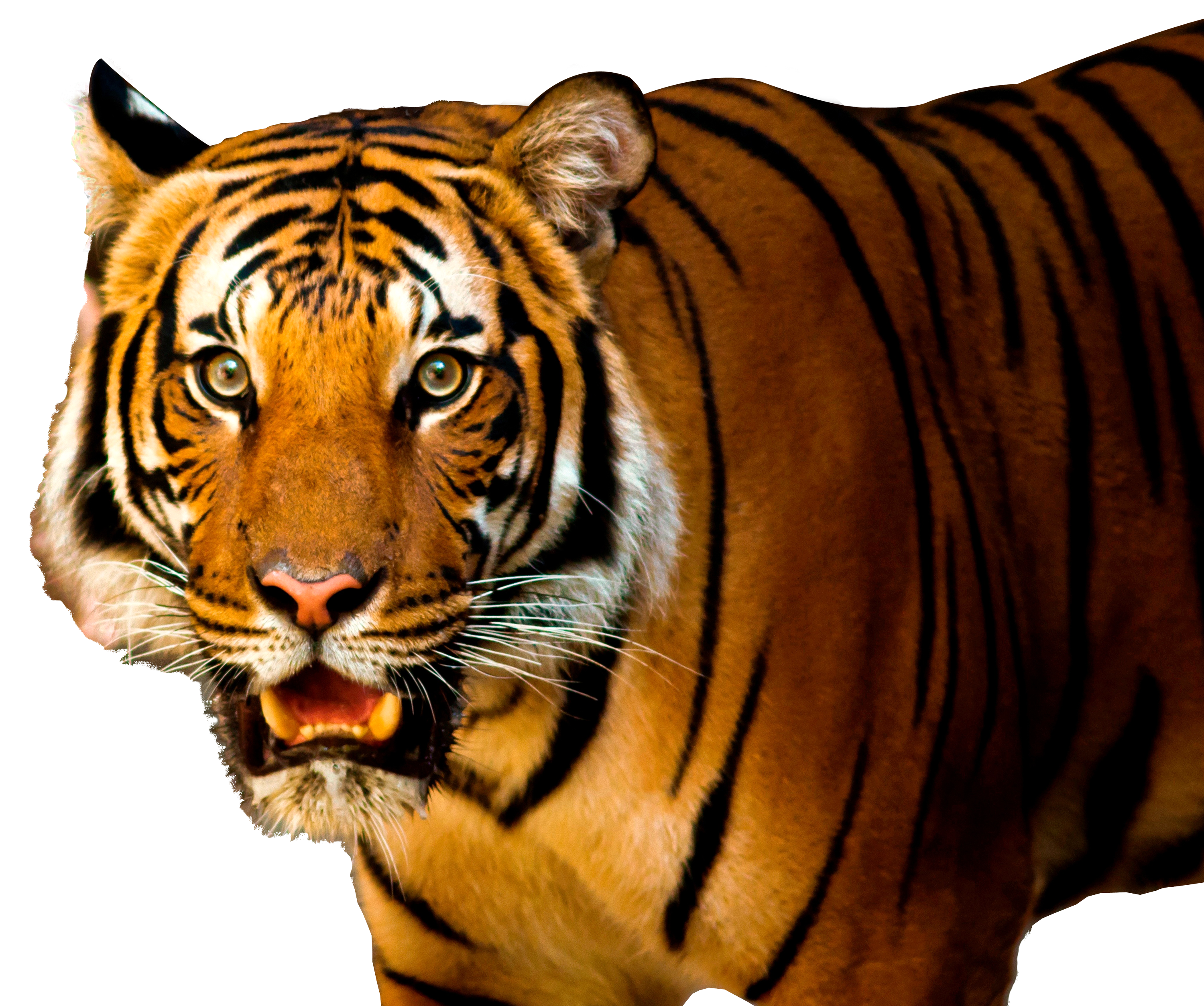 Tiger Images Png Transparent Background Free Download 39176