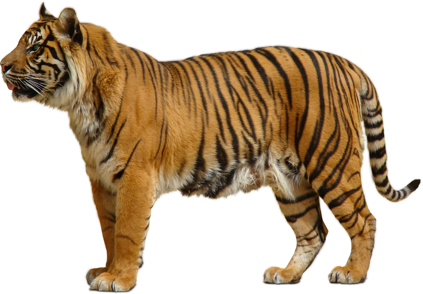 Download For Free Tiger In High Resolution Png Transparent Background