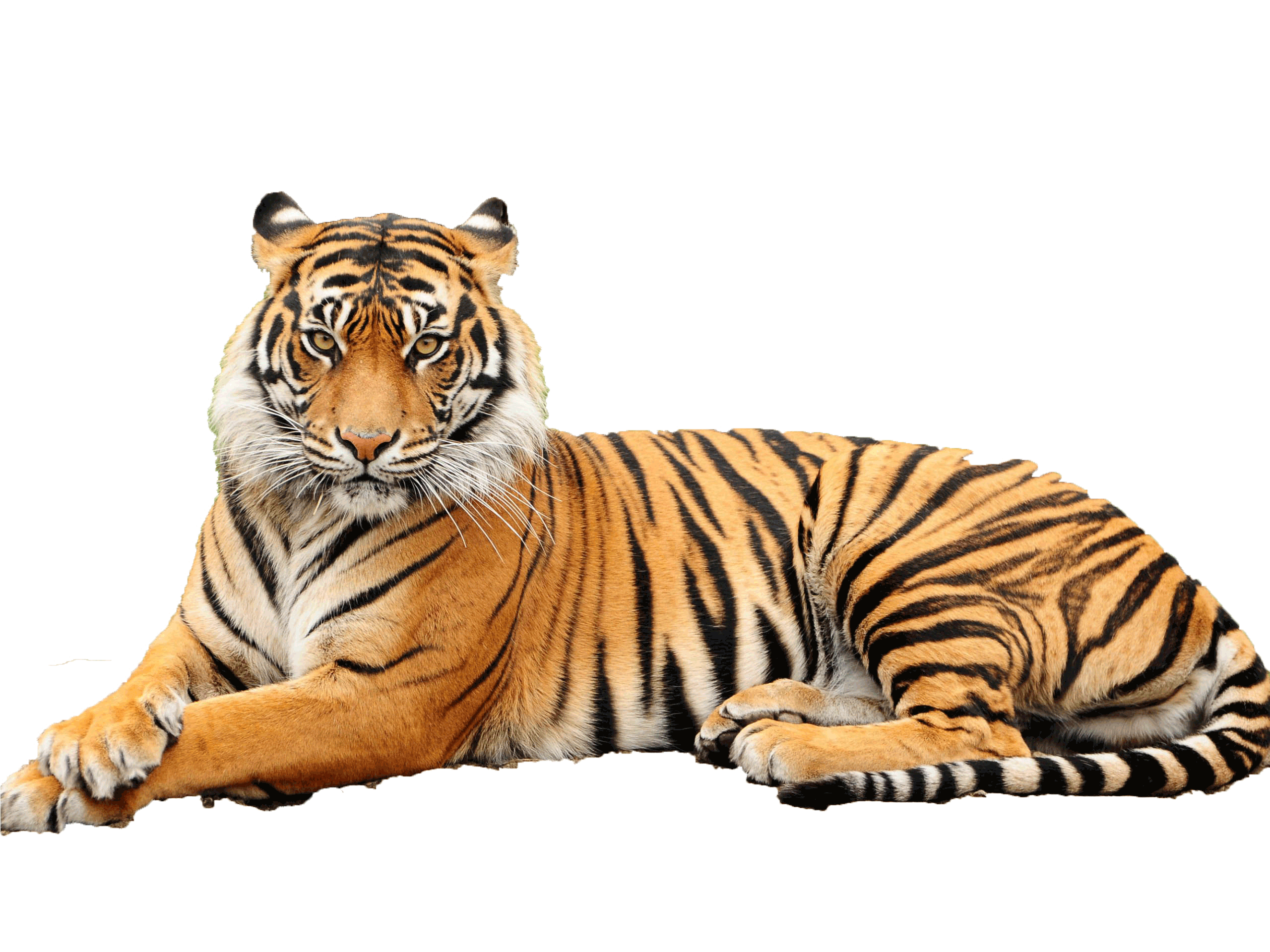 Get Tiger Pictures PNG Transparent Background, Free Download #39177 -  FreeIconsPNG