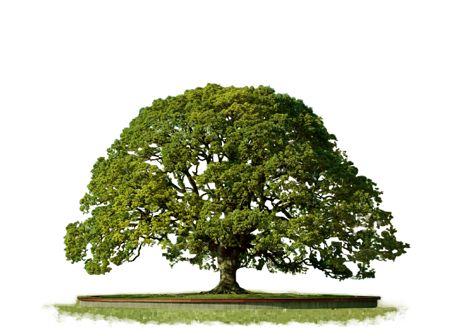 Top Tree Transparent PNG Pictures - Free Icons and PNG ...