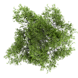 Top Tree Download Free PNG Transparent Background, Free Download #4132
