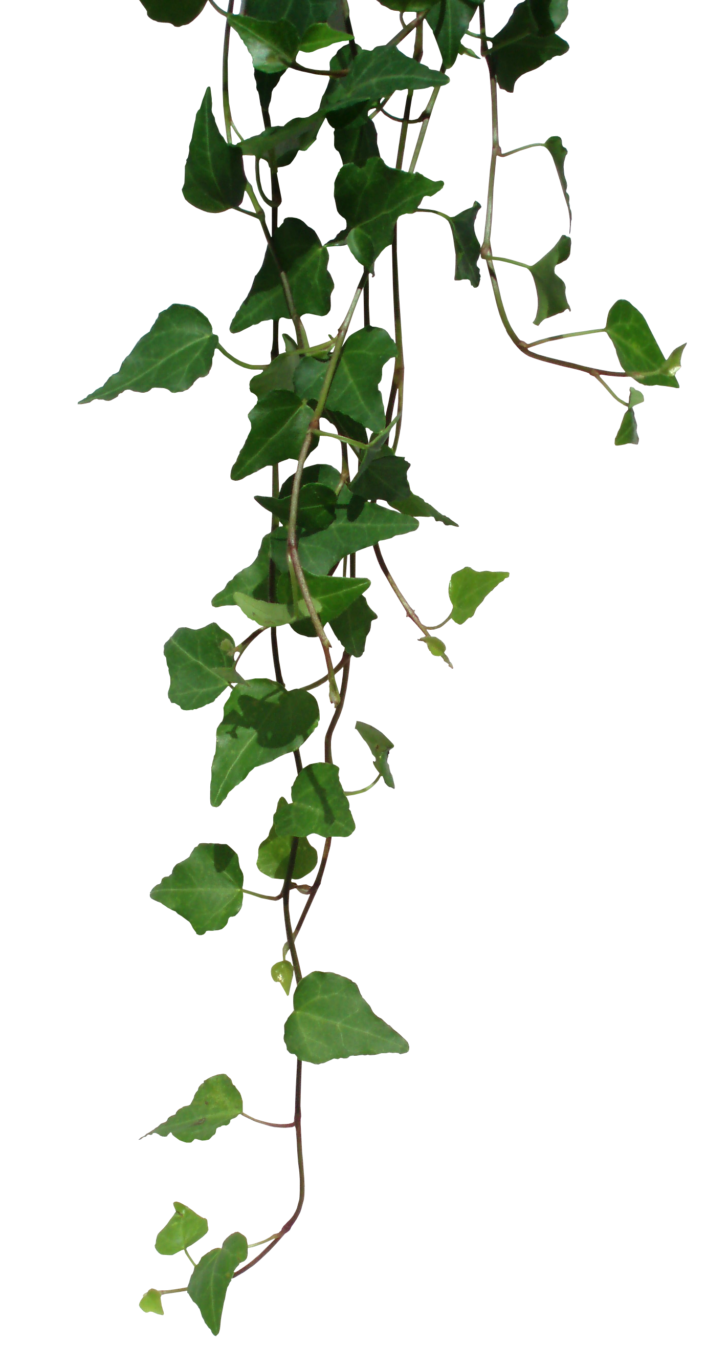 Vines PNG Transparent Background Free Download 43656 FreeIconsPNG