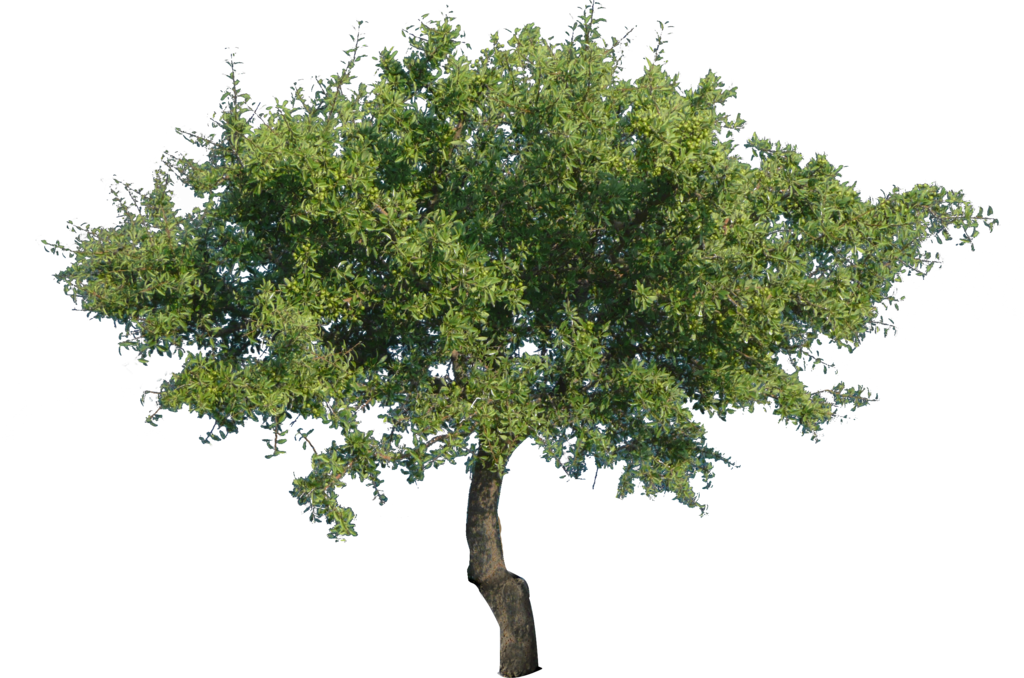  Tree  PNG  Images Free Icons and PNG  Backgrounds