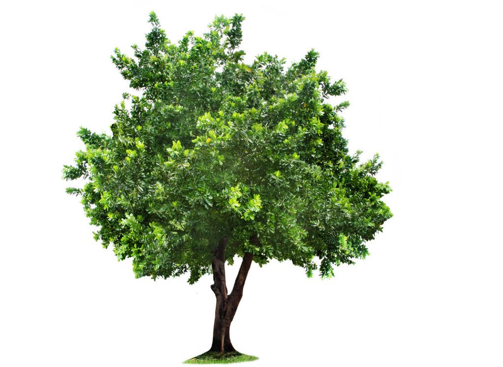 Tree PNG, Tree Transparent Background - FreeIconsPNG