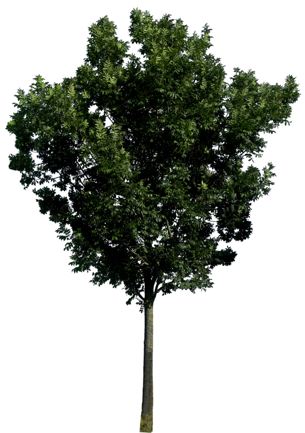 Tree PNG Images - Free Icons and PNG Backgrounds