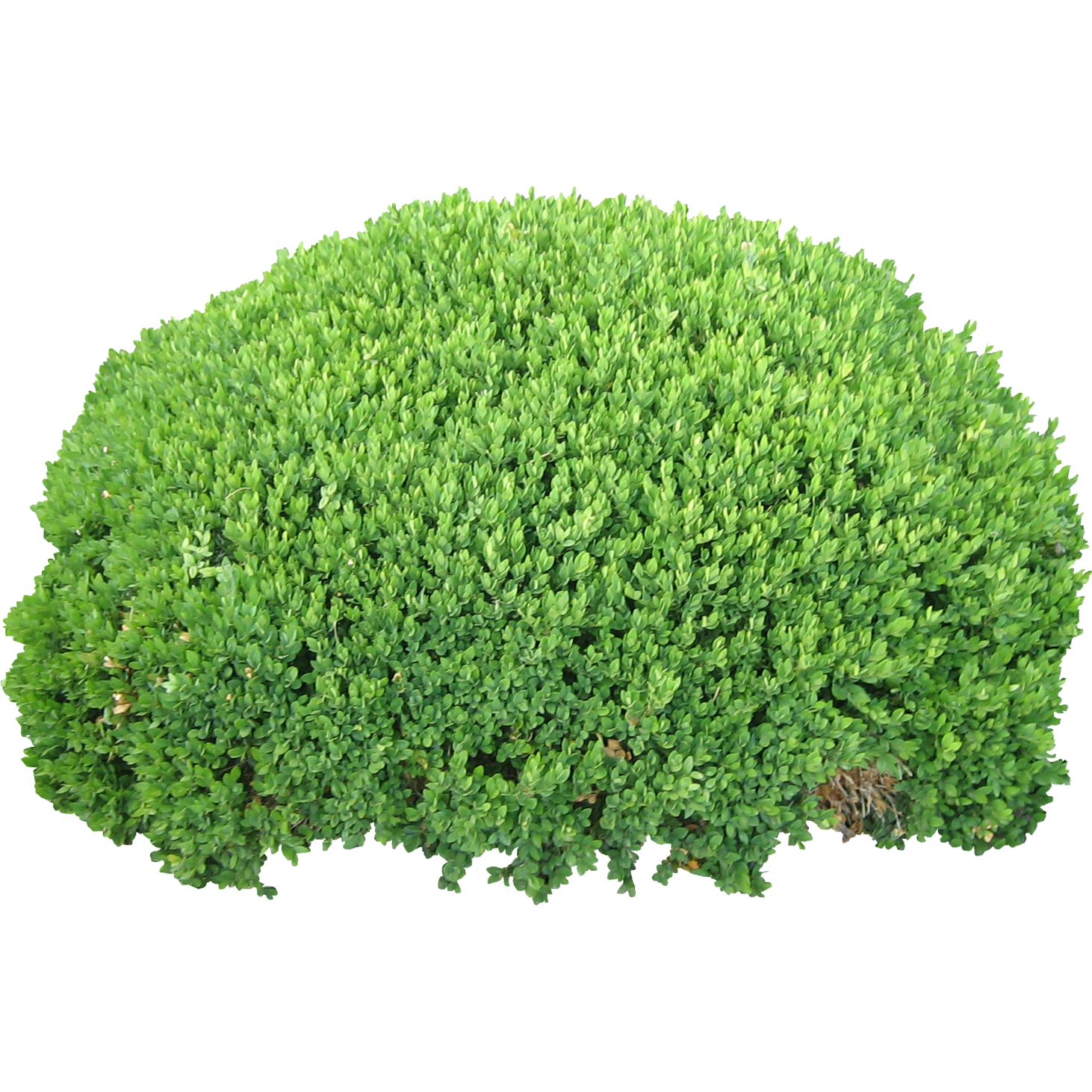 Tree Bush Png Quality bush #42037 - Free Icons and PNG Backgrounds