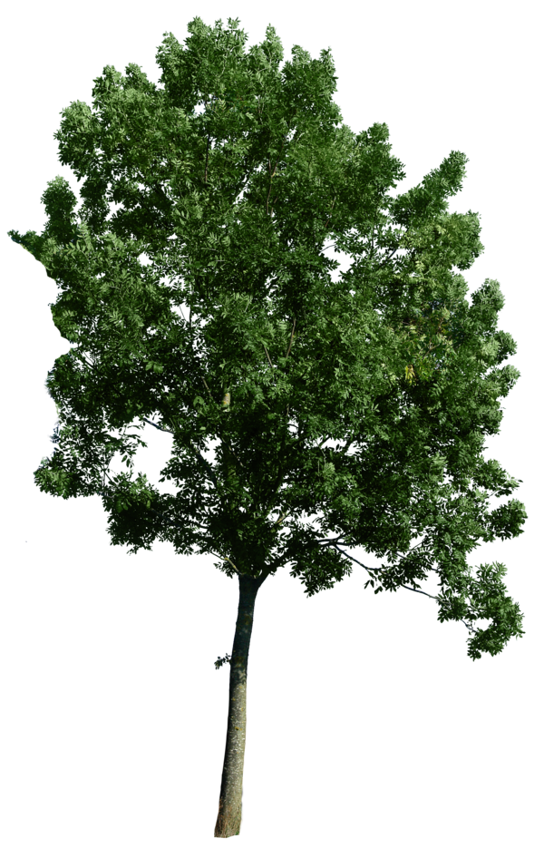Tree Corner PNG Transparent Background, Free Download 4155 FreeIconsPNG
