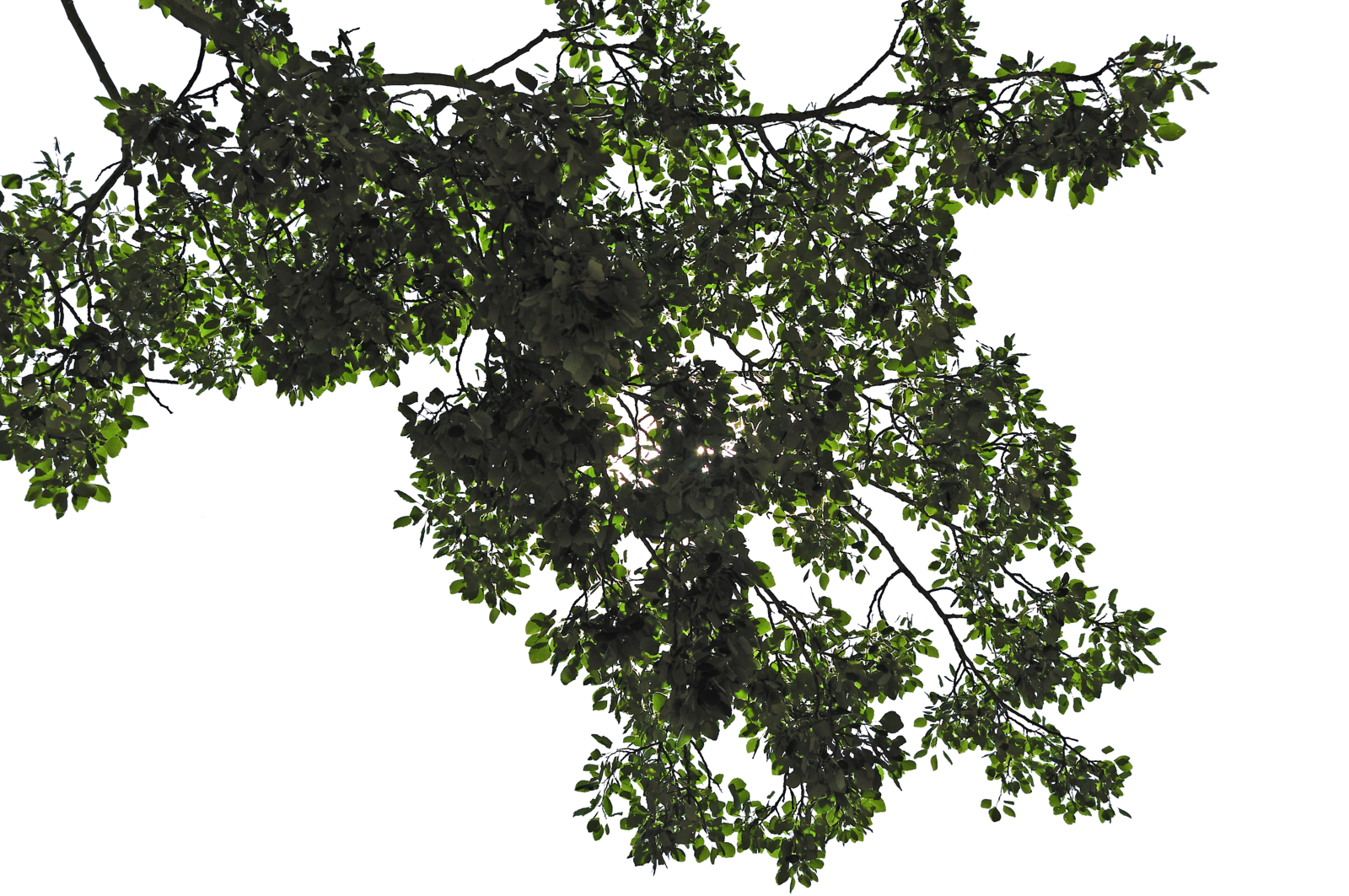 Tree Leaves Png Transparent