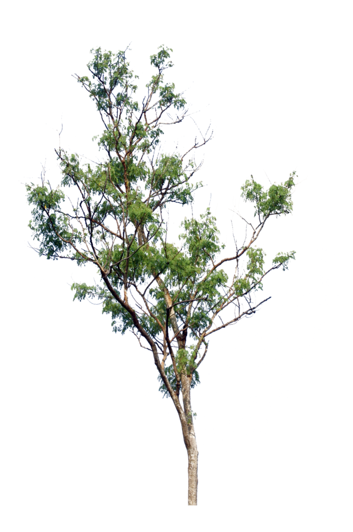PNG Tree Picture