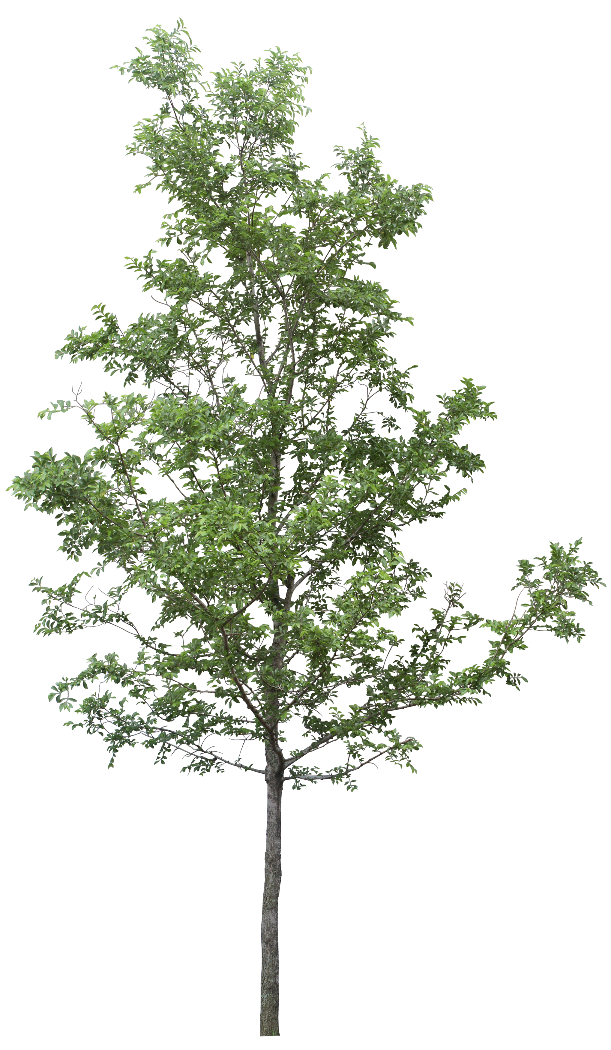 Download And Use Tree Png Clipart