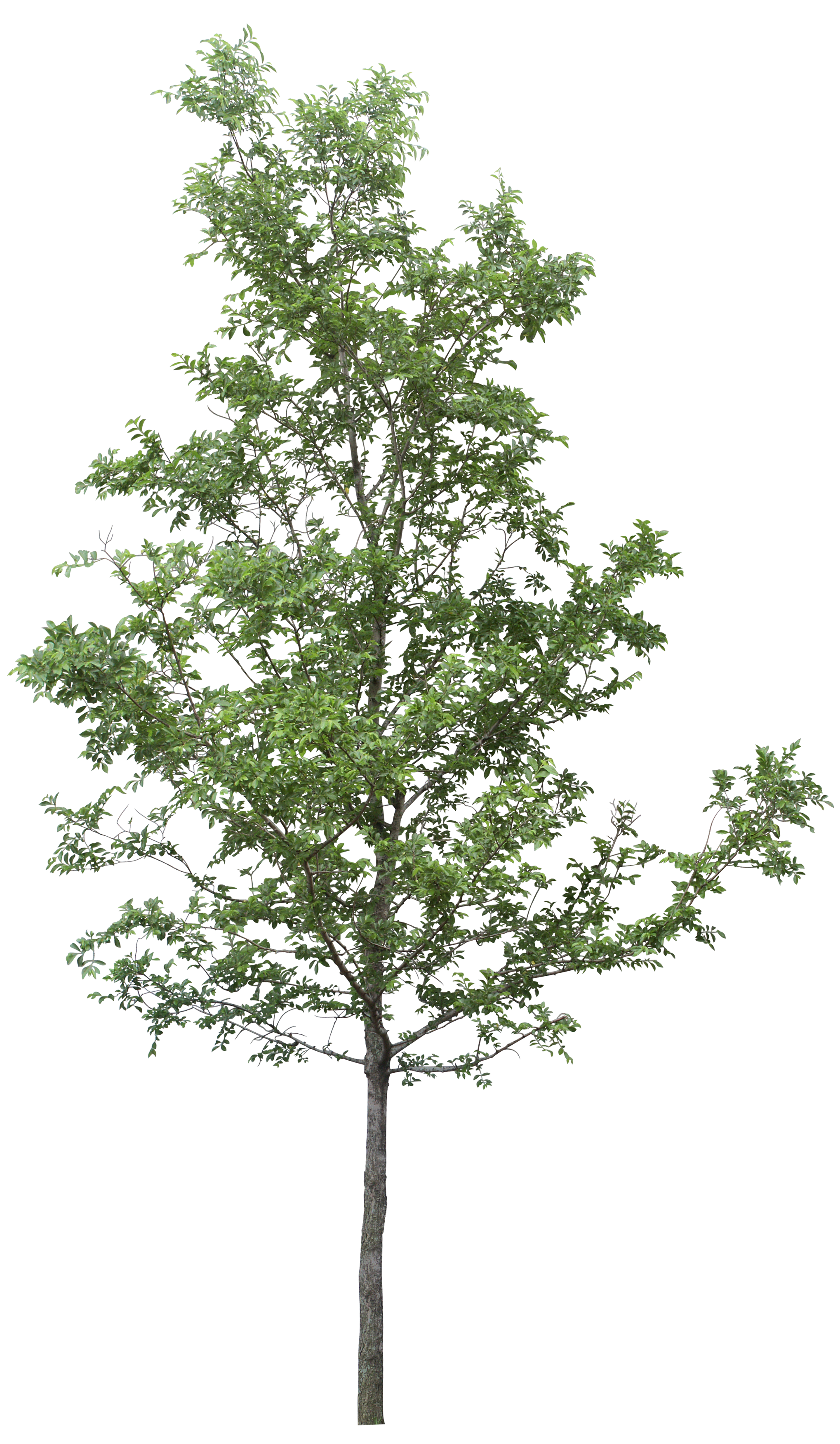 Clipart Tree Collection Png #714 - Free Icons and PNG Backgrounds