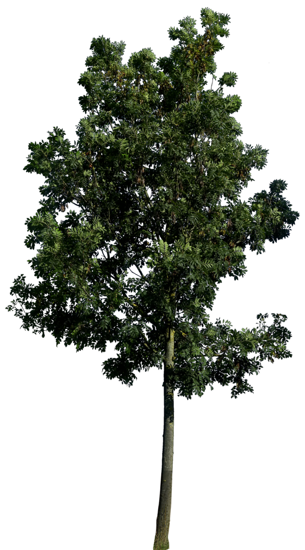 Tree PNG, Tree Transparent Background - FreeIconsPNG