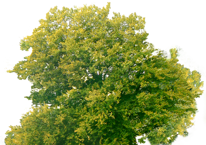 Top Tree PNG, Top Tree Transparent Background - FreeIconsPNG