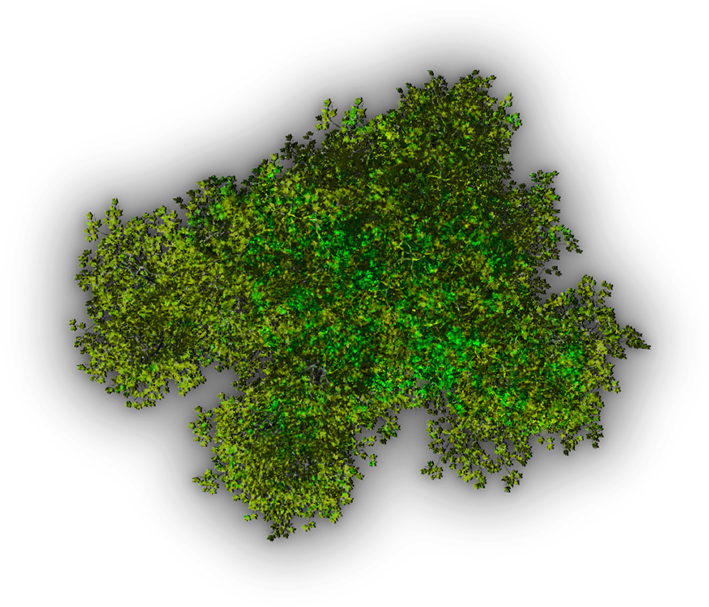 Top Tree PNG, Top Tree Transparent Background - FreeIconsPNG