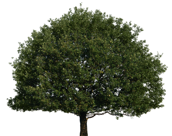 Tree Top Png Tree #4145 - Free Icons and PNG Backgrounds