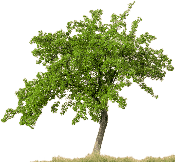 Download Free High quality Tree Png Transparent Images