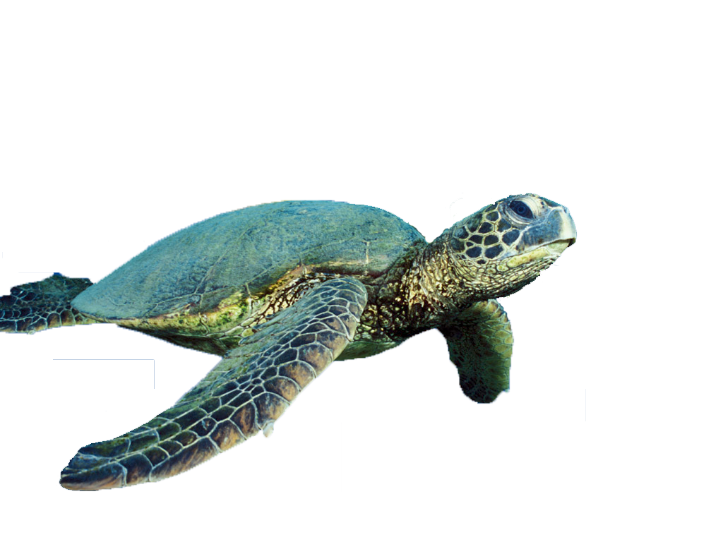 Turtle PNG, Turtle Transparent Background - FreeIconsPNG