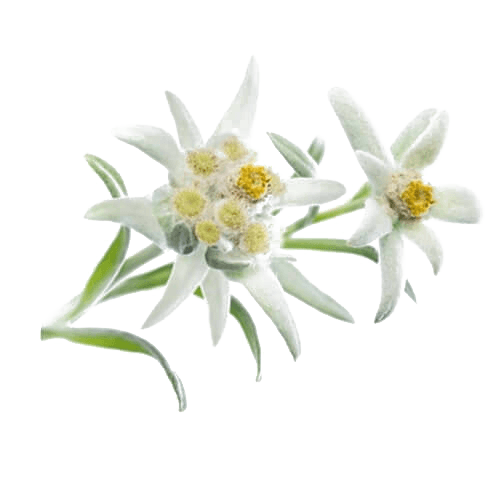 Very leafy Edelweiss Photo
