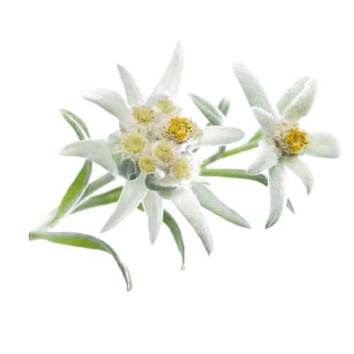 Edelweiss Transparent PNG Pictures - Free Icons and PNG Backgrounds