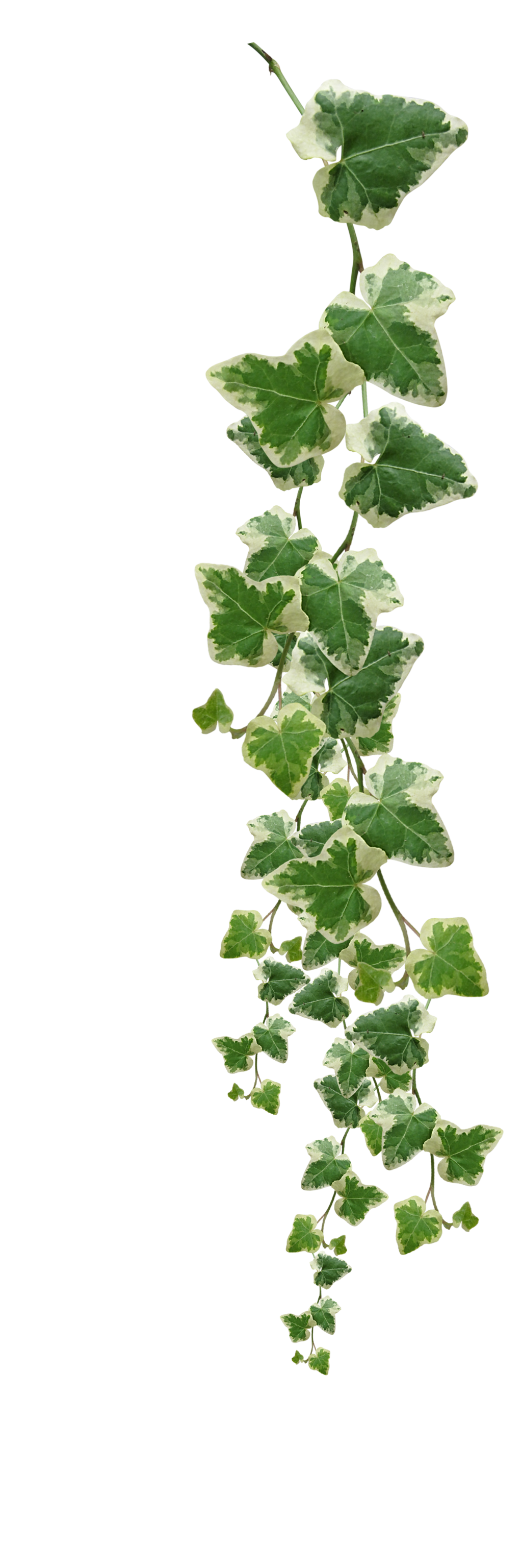 Vines Plants Pictures PNG Transparent Background, Free Download #44922