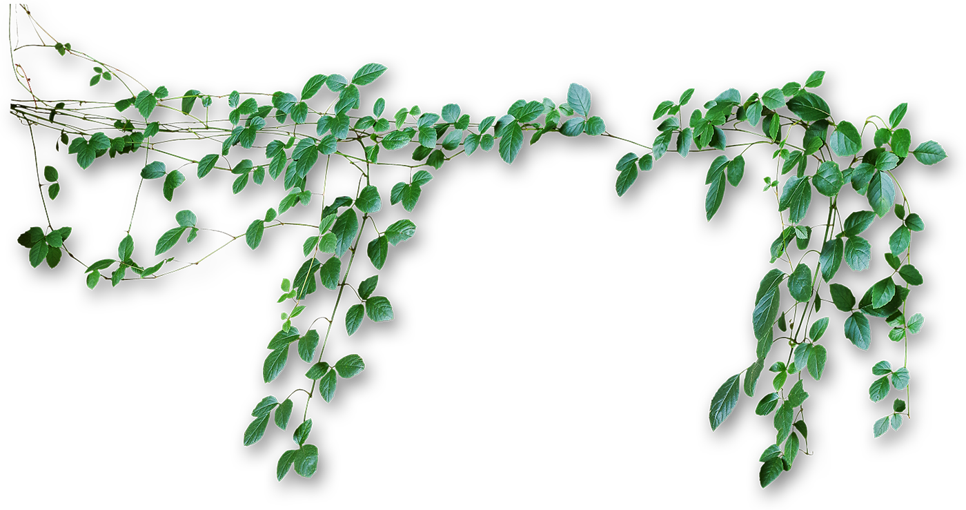 Vines Png