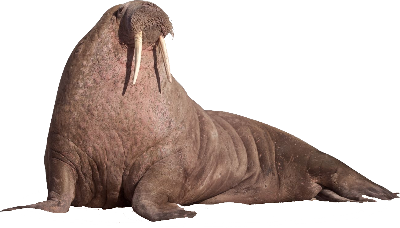 Walrus High Quality Photo PNG Transparent Background, Free Download