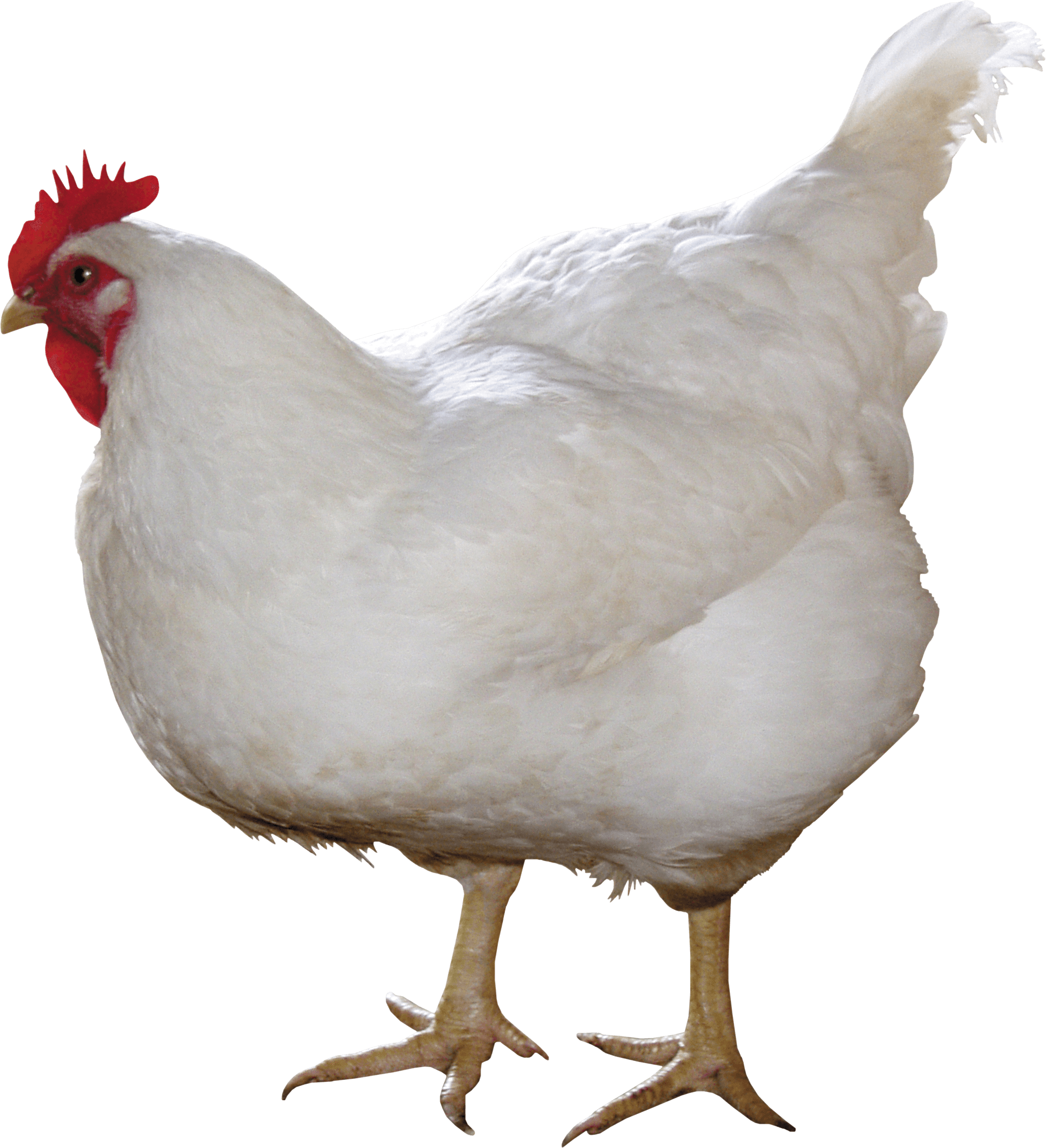 Chicken PNG, Chicken Transparent Background - FreeIconsPNG