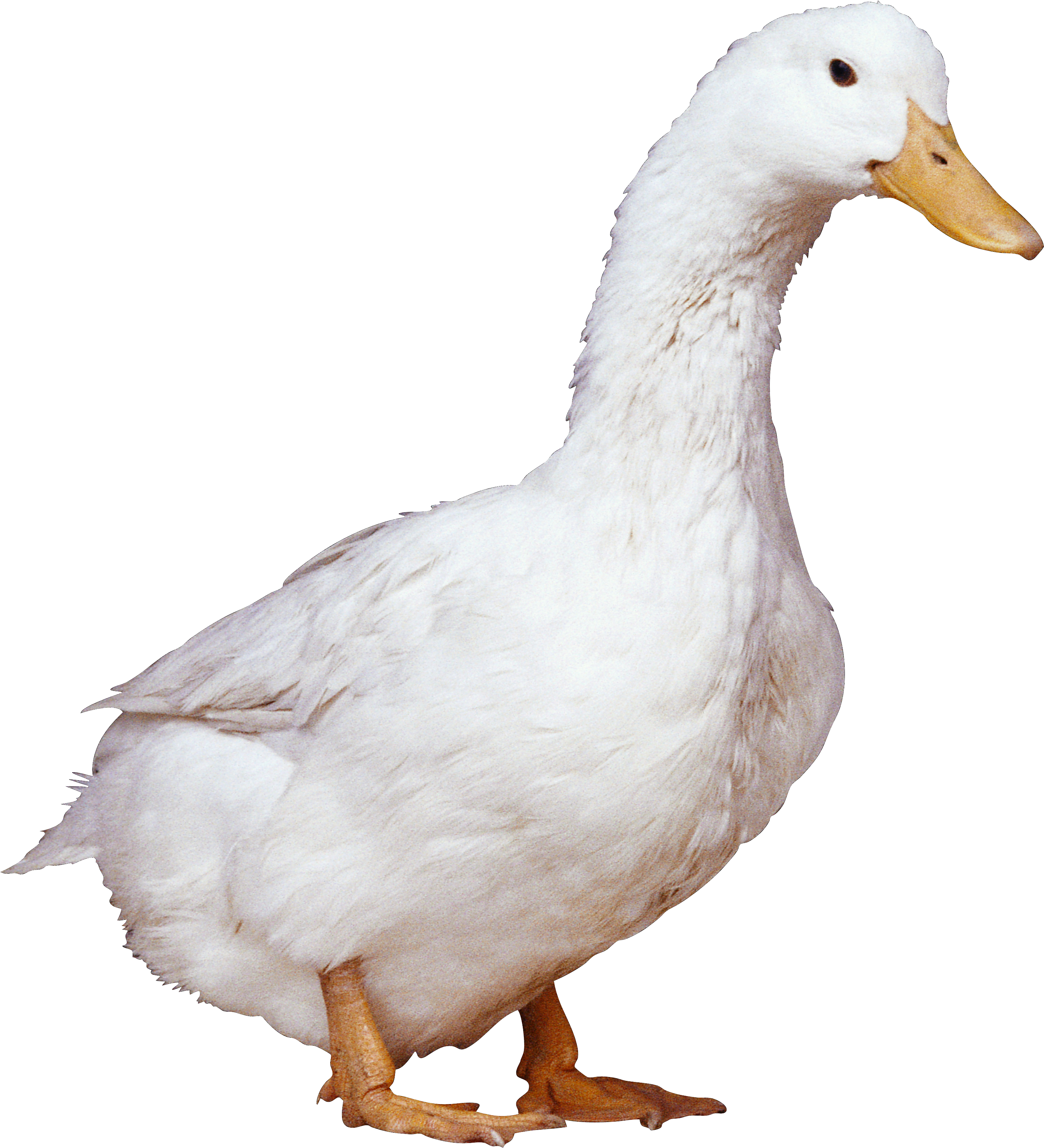 White duck png