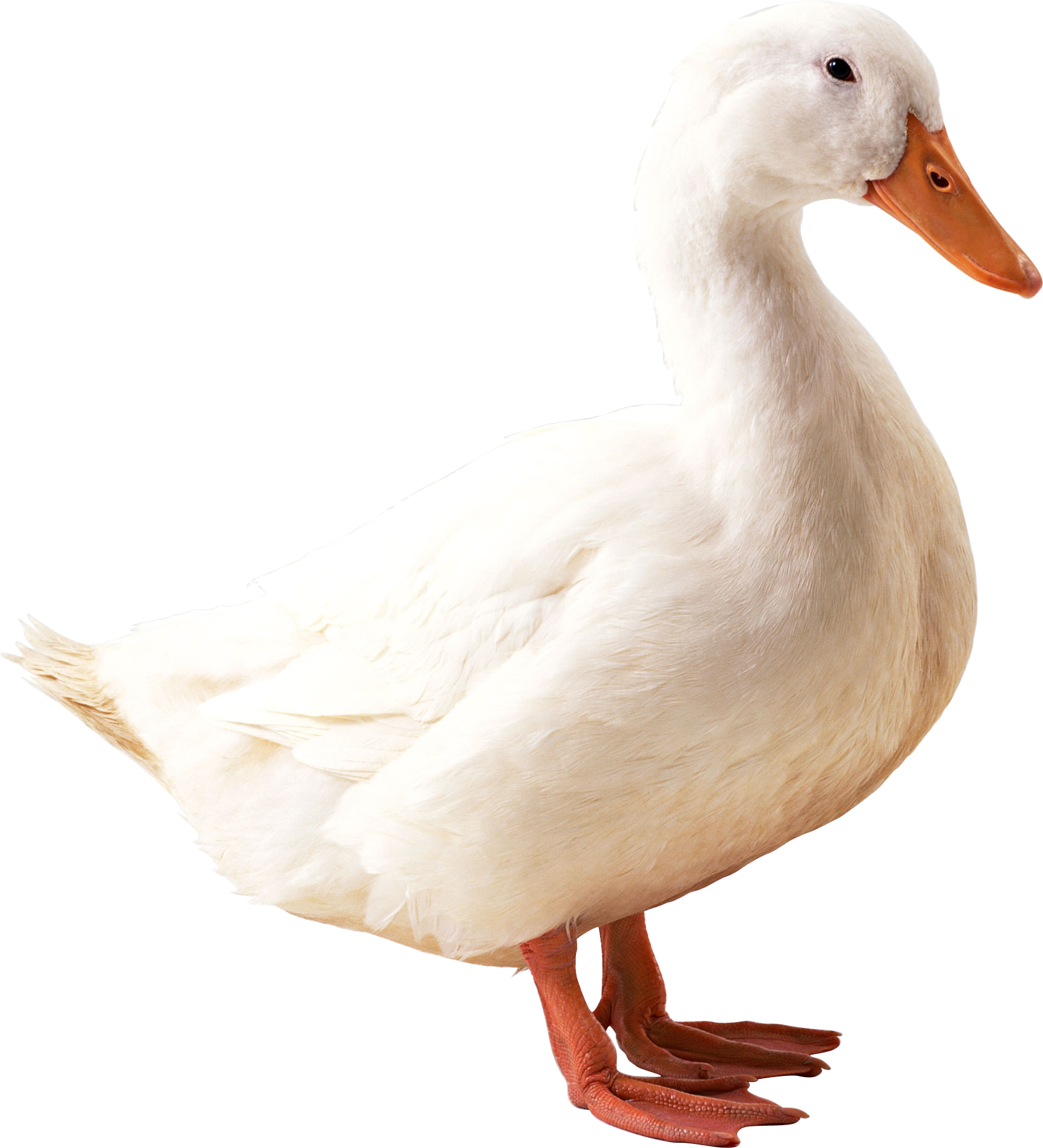White duck png