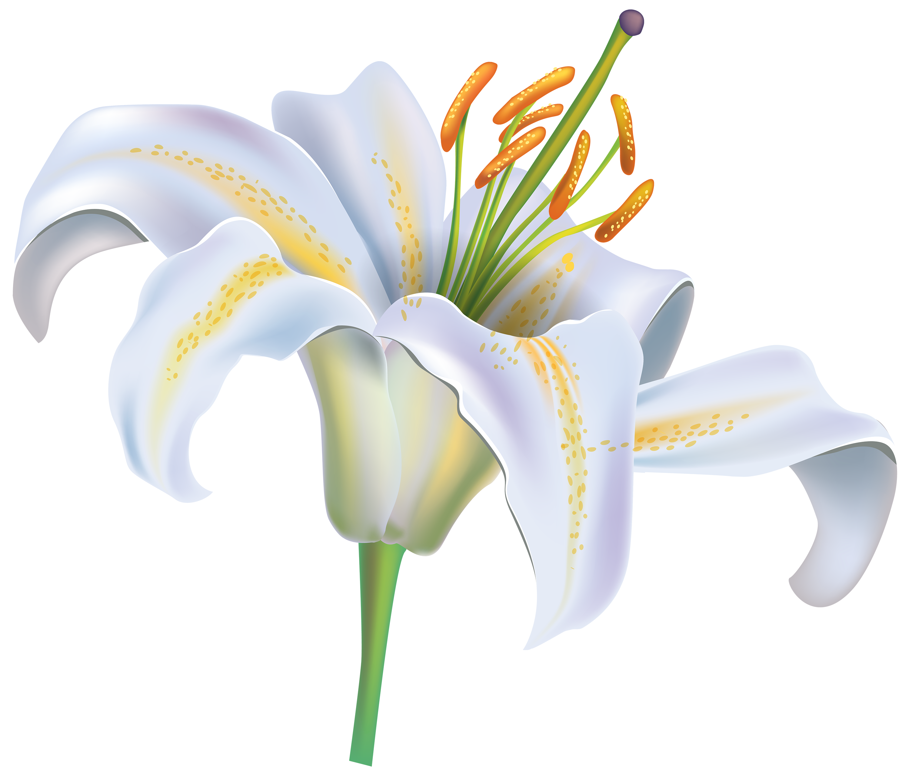 View Lily Flower Images Hd Png Pictures