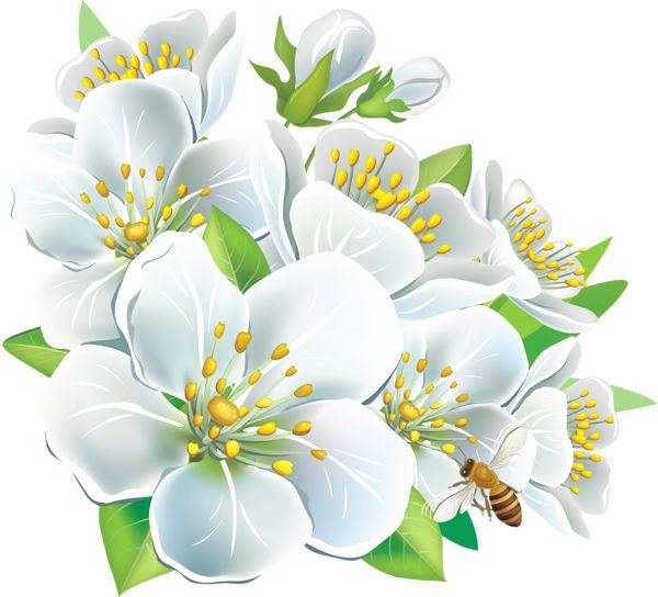 White Flower PNG Transparent Background, Free Download #17960 - FreeIconsPNG
