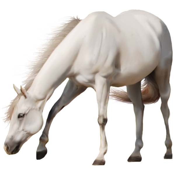 Horse Photo PNG Transparent Background, Free Download 22554 FreeIconsPNG