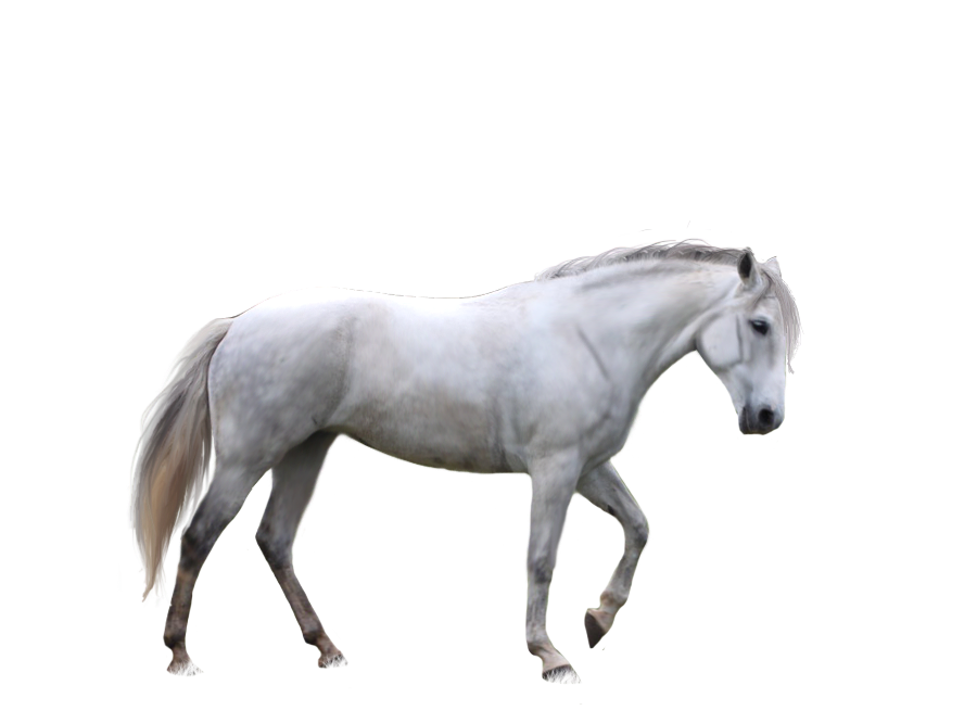 Free Download Of Horse Icon Clipart