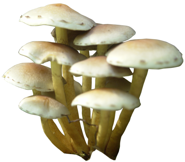My Image 63