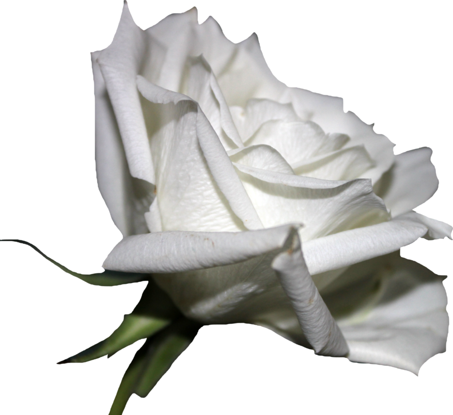 White Rose Pic PNG Transparent Background, Free Download 48798