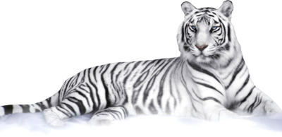 White Tiger PNG Transparent Background, Free Download #39199 - FreeIconsPNG