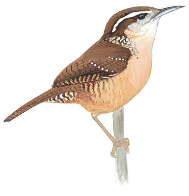 Wren Picture Images