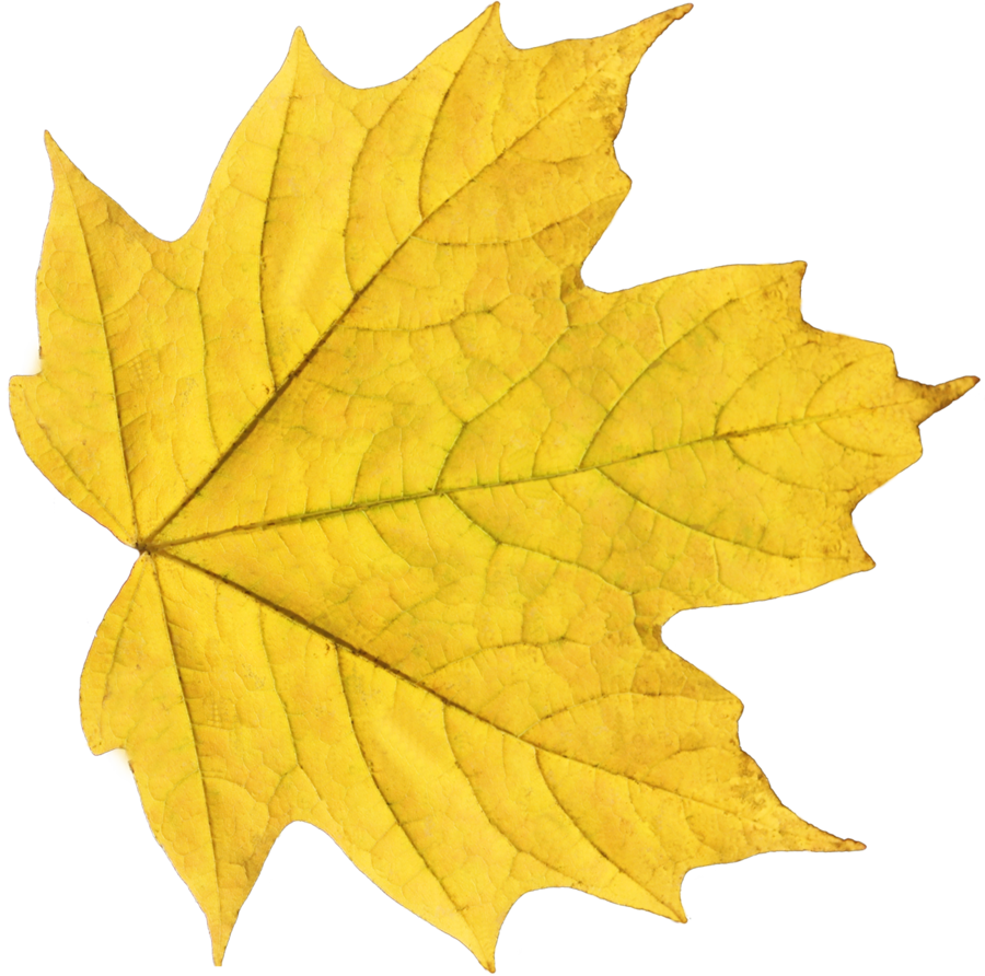 Leaf PNG, Leaf Transparent Background - FreeIconsPNG